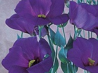 Лизиантус (Эустома) крупноцветковый (Laguna F1)