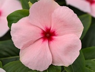 Катарантус розовый (Valiant F1)