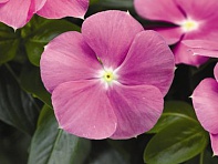 Катарантус розовый (Sunshower F1)