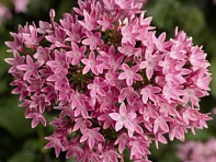 Пентас ланцетовидный (HoneyCluster F1)