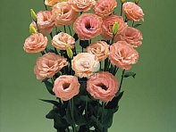 Лизиантус (Эустома) крупноцветковый (Arena F1)