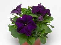 Петуния крупноцветковая (генетически компактная)