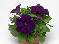 Петуния крупноцветковая (генетически компактная) (Duvet F1)