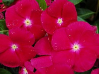 Катарантус розовый (Solar F1)