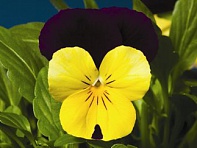 Виола рогатая (Penny F1) Виола рогатая (Penny F1)