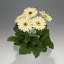 Гербера Джемсона (Gerbera jamesonii)