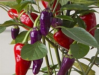 Перец летний (Cosmo)