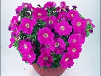 Петуния ампельная гибридная (Nuvolari F1)