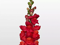 Львиный зев (Антирринум) большой (Maryland F1)