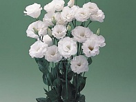 Лизиантус (Эустома) крупноцветковый (Arena F1)