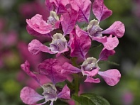 Куфея Ллавея (Sriracha F1)