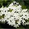 Пентас ланцетовидный (Pentas lanceolata)