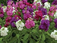 Левкой седой (Hot Cakes) Левкой седой (Hot Cakes)