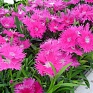 Гвоздика гибридная (Dianthus interspecific)