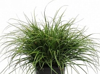 Ожика снежно-белая