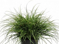 Ожика снежно-белая (Lucius)