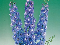 Дельфиниум высокий (Aurora F1)