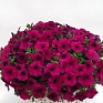 Петуния ампельная гибридная (Petunia x hybrida)