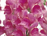 Львиный зев (Антирринум) большой (Solstice F1)