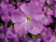 Петуния крупноцветковая (Tritunia F1)