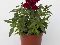 Львиный зев (Антирринум) большой (Crackle & Pop F1)