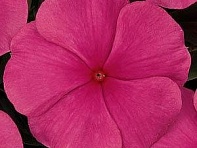 Катарантус розовый (Titan F1)