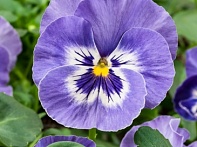 Виола Виттрока