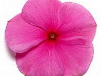 Катарантус розовый (Pacifica XP)