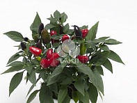 Перец летний (Cubana)