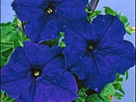 Петуния крупноцветковая (Donna F1)