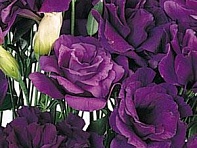 Лизиантус (Эустома) крупноцветковый (ABC F1)