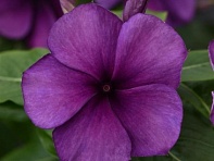 Катарантус розовый (Tattoo)