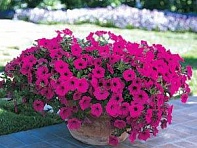 Петуния ампельная гибридная (Wave F1)