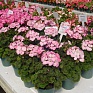 Герань (пеларгония садовая) генетически компактная (Pelargonium x hortorum)