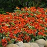 Цинния мариландская (Zinnia marylandica)