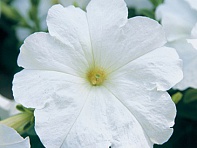 Петуния ампельная гибридная (Trilogy F1)