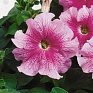 Петуния крупноцветковая (Petunia grandiflora)