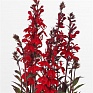 Лобелия прекрасная (Lobelia speciosa)