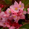 Бегония гибридная (зеленая листва) (Begonia hybrida)