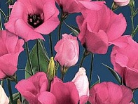 Лизиантус (Эустома) крупноцветковый (Laguna F1)