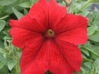 Петуния крупноцветковая (Prism F1)