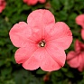 Петуния крупноцветковая (генетически компактная) (Petunia grandiflora)