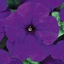 Петуния крупноцветковая (Petunia grandiflora)