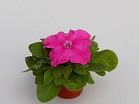 Петуния крупноцветковая (генетически компактная) (Espresso Grande F1)