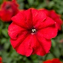 Петуния крупноцветковая (генетически компактная) (Petunia grandiflora)