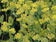 Володушка круглолистная