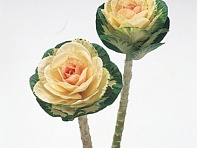 Декоративная капуста (Sunrise)