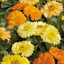 Календула лекарственная (Calendula officinalis)