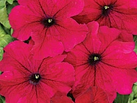 Петуния крупноцветковая (Чехия) (Touha F1)