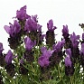 Лаванда стэхадская (Lavandula stoechas)